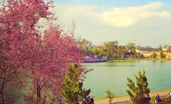 LỄ HỘI HOA ANH ĐÀO ĐÀ LẠT 2017