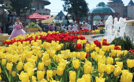 Lễ hội hoa Tulip lớn nhất Việt Nam tại Bà Nà Hill