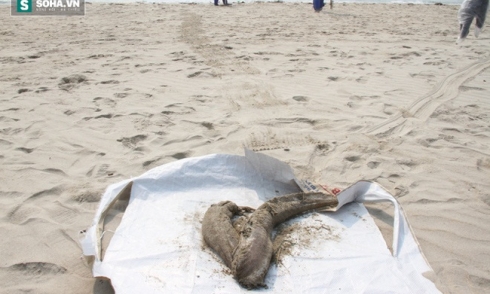 Chi cục Thủy sản Đà Nẵng khẳng định không có cá chết vì bị nhiễm độc
